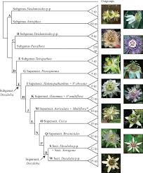 Image result for Basananthe apetala