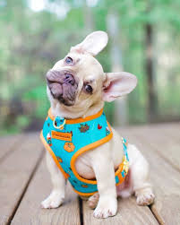 Why Do Dogs Tilt Their Heads Dogtime In 2020 Dog Swags Cute Baby Animals Dog Pet Beds