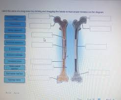 The end of a long bone. Solved Label The Parts Of A Long Bone By Clicking And Dra Chegg Com