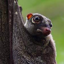 The Sunda Flying Lemur Galeopterus Variegatus Is A Species Of Colugo Until Flying Lemur Unusual Animals Weird Animals