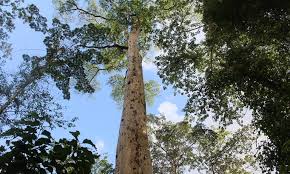 Image result for Tephrosia elata