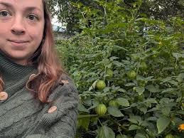 When are tomatillos ready to be picked?