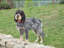 Le grand bleu de gascogne est un chien de vieille race, éminemment de type français quant à la tète, la robe et l'expression. Chien Elevage Du Chataignier Du Diable Eleveur De Chiens Griffon Bleu De Gascogne