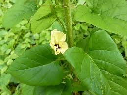 Image result for Hewittia