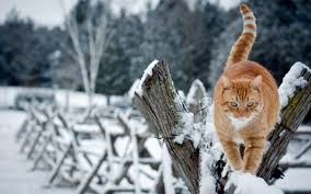 Cute Winter Cats Wallpapers Wallpaper Cave Laptop computer grayscale photo, notebooks, cat, monochrome, animals. cute winter cats wallpapers wallpaper
