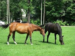 Black And Brown Horse Black And Brown Horses Im In Love Horses Black Horse Animal Pictures
