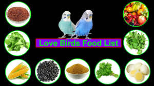 Love Birds Food Lovebirds Food List