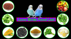 love birds food lovebirds food list