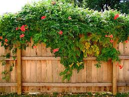 Maybe you would like to learn more about one of these? Ragam Tanaman Rambat Untuk Rumah Minimalis Rumah Dan Gaya Hidup Rumah Com