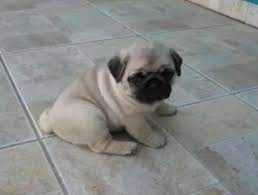 Just 500 of us searching four times a day will raise about. Pug Dog For Sale Rs 1000 In Bangalore