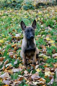 There are no ratings yet. Malinois X Schaferhund Welpen Ab Sofort In Kall Anstois Auf Kleinanzeigen De
