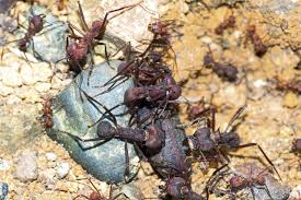 But the lower attine ants used different varieties of the fungus, and in one case a quite separate species, the four biologists discovered. Farmer Ants Panorama Magazine
