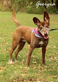 Meet blue, a terrier mix dog for adoption, at cedar valley pit bull rescue in waterloo, ia on petfinder. Adopt Georgia On Petfinder Dog Adoption Pet Adoption Humane Society