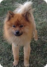 Maybe you would like to learn more about one of these? Kansas City Mo Chow Chow Meet Simba A Pet For Adoption