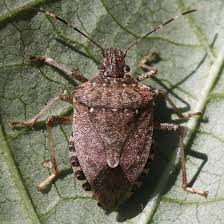 How do stink bugs remain alert indoors through the winter while apparently doing without food or liquid? Brown Marmorated Stink Bug Minnesota Department Of Agriculture