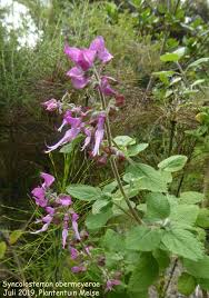 Image result for Syncolostemon