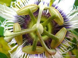 Pin On Flowers