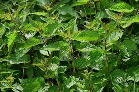 Image result for Urticaceae