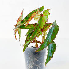 Image result for Begonia oxyloba