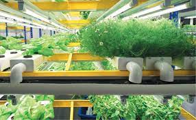Grow Your Veggies At Home Without Soil Edgeprop My