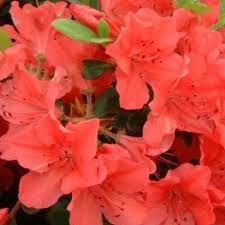 Rhododendron Geisha Orange Bloem Tuinieren Planten Vaste Planten