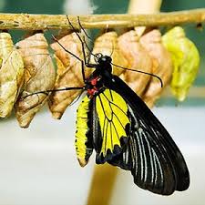 Warren Cassell Jr Author Biography