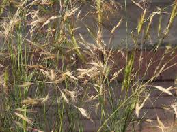 Image result for Aristida congesta