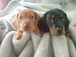 Lawn equipment, tools, furniture decor Dachshund Dog Puppies For Sale