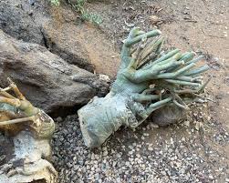 Image result for Adenolobus pechuelii