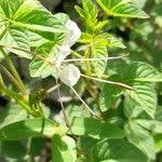 Image result for Cleome aculeata