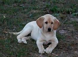 We did not find results for: Labrador Retriever Puppies Akc Ofa Yellow Pups For Sale In Clinton North Carolina Classified Americanlisted Com