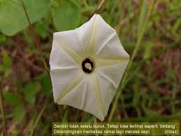 Check spelling or type a new query. Bunga Putih Dizaz