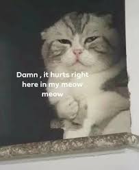 This article is about the lamp that contains genie. Raccoon Loses His Cotton Candy 9gag