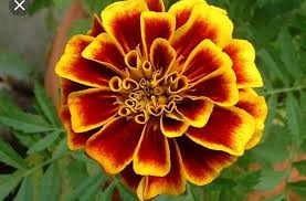 Pin By حسين الاحمد On Flower October Birth Flowers Birth Month Flowers Marigold Flower