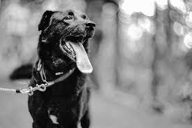 Stray Dogs Helios 40 2 85 1 5 85mm F1 5 Dogs Stray Animals