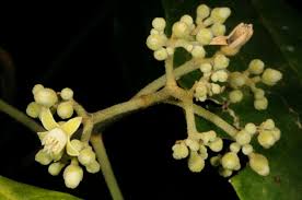 Image result for Lepidotrichilia volkensii
