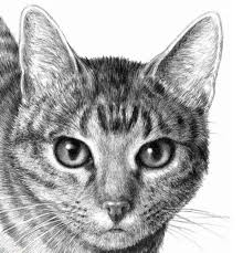 pin de julie king en drawing cara de gato dibujo dibujos kawaii de animales arte con gatos