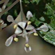 This is the ultimate deep blue bushy garden shrub. Ceanothus Wikipedia