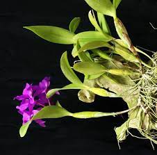 Cattleya Mounted On Driftwood Plant Leaves Pretty Gardens Dendrobium Orchids