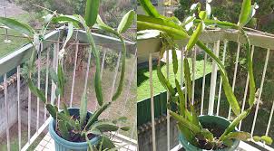 Let's start by becoming more familiar with the different types of dragon fruit, then we will jump right into how to grow the plant. Balcony Plants Dragon Fruit 3 How To