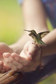This Ivy House Beautiful Birds Hummingbird Animals Beautiful
