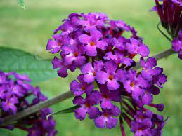 How To Winterize Butterfly Bush