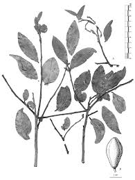 Image result for Strychnos gossweileri