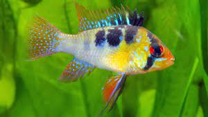 We did not find results for: Sexing Ram Cichlids Bechewy