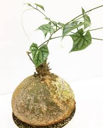 Image result for Gerrardanthus lobatus