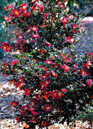 Pin By Evonne Diprose On Green Thumb Fire Bug And The Great Outdoors In 2020 Yuletide Camellia Christmas Plants Camellia Tree