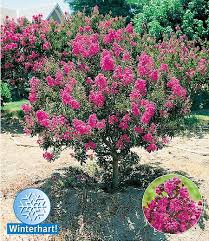 Kreppmyrte Flieder Des Sudens 1 Pflanze Straucher Garten Vorgarten Pflanzen Mediterrane Pflanzen