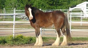 shire vs clydesdale horse breeds