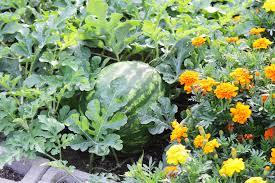 Aside from practical reasons, choosing herbs for your limited space also comes with advantages. 26 Plants To Grow Side By Side Companion Planting Ideas