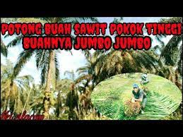 Check spelling or type a new query. Lelah Nya Panen Sawit Pokok Tinggi Ketika Puasa Ramadhan